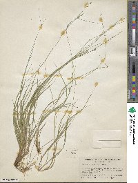 Carex trisperma image