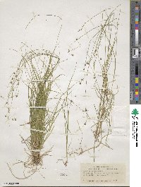 Carex trisperma image