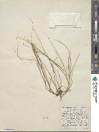 Carex trisperma image