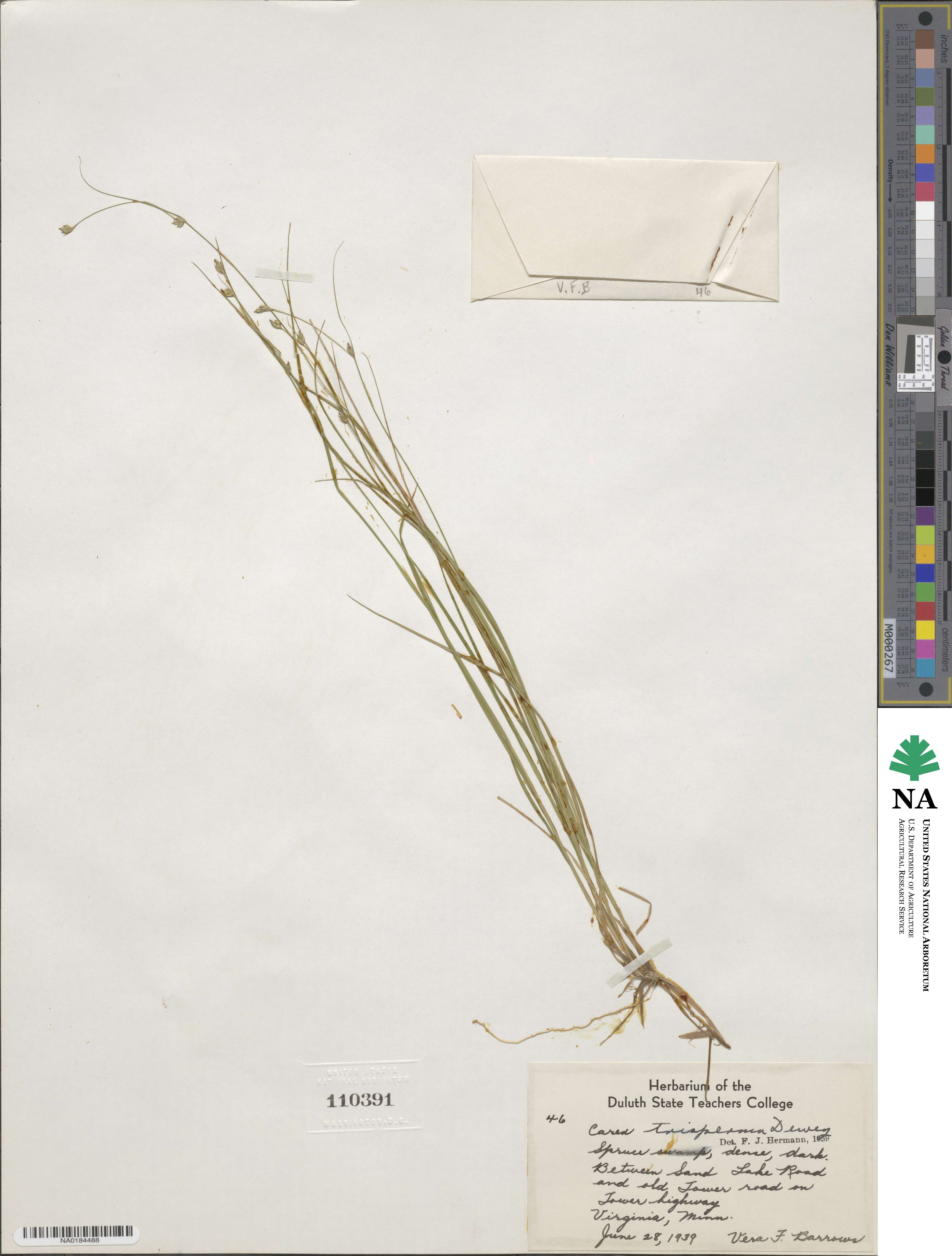Carex trisperma image