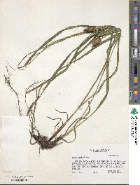 Carex typhina image