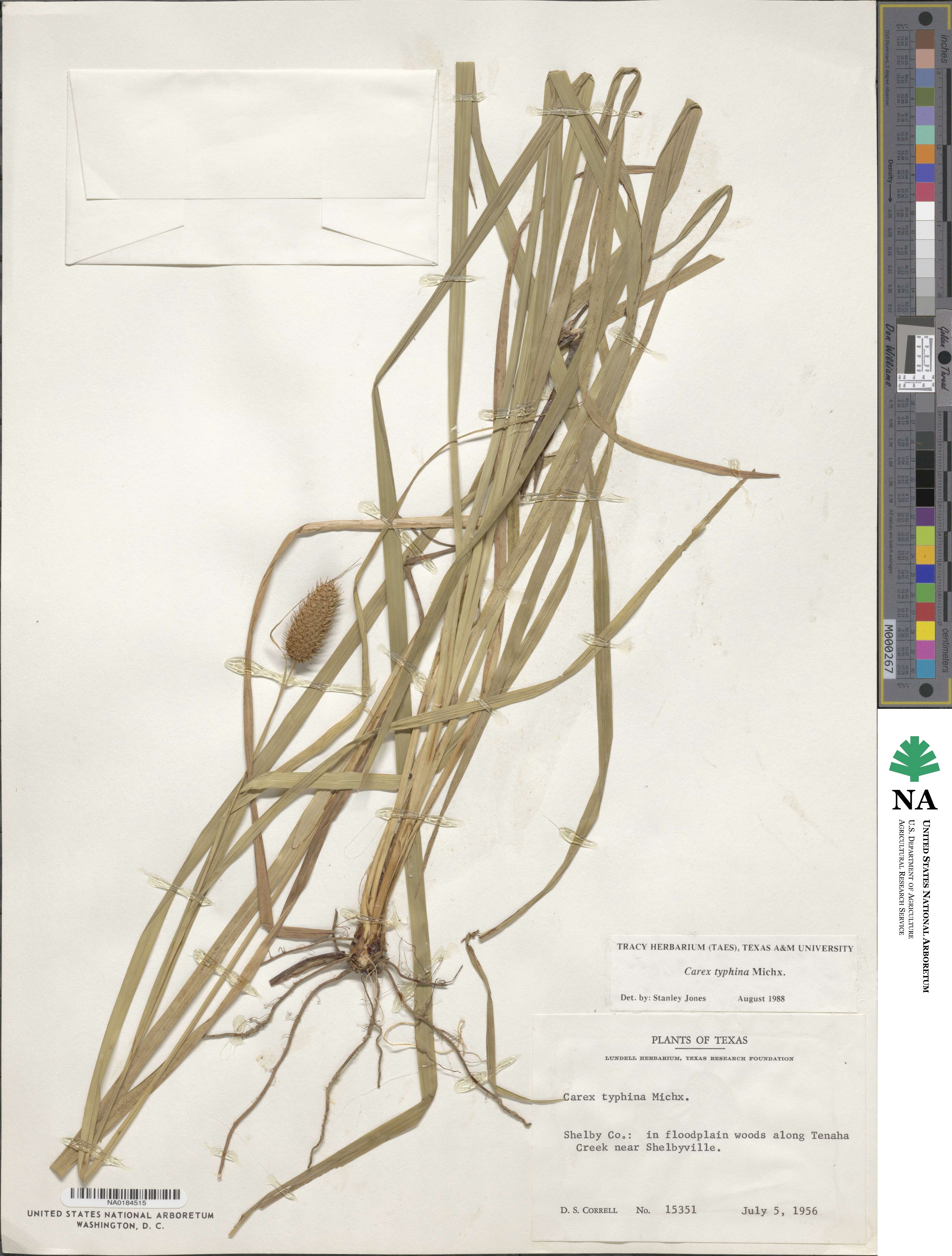 Carex typhina image
