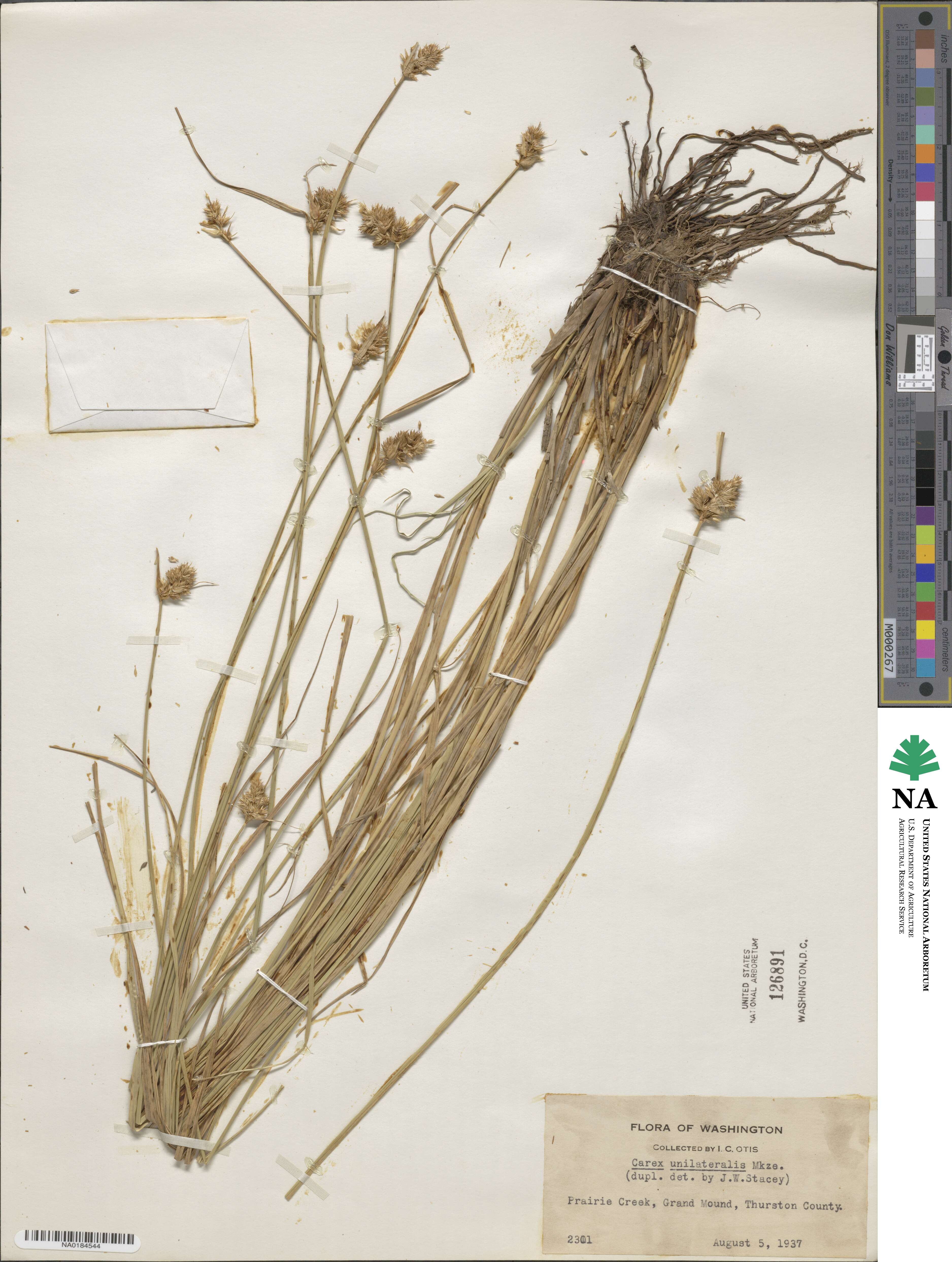 Carex unilateralis image