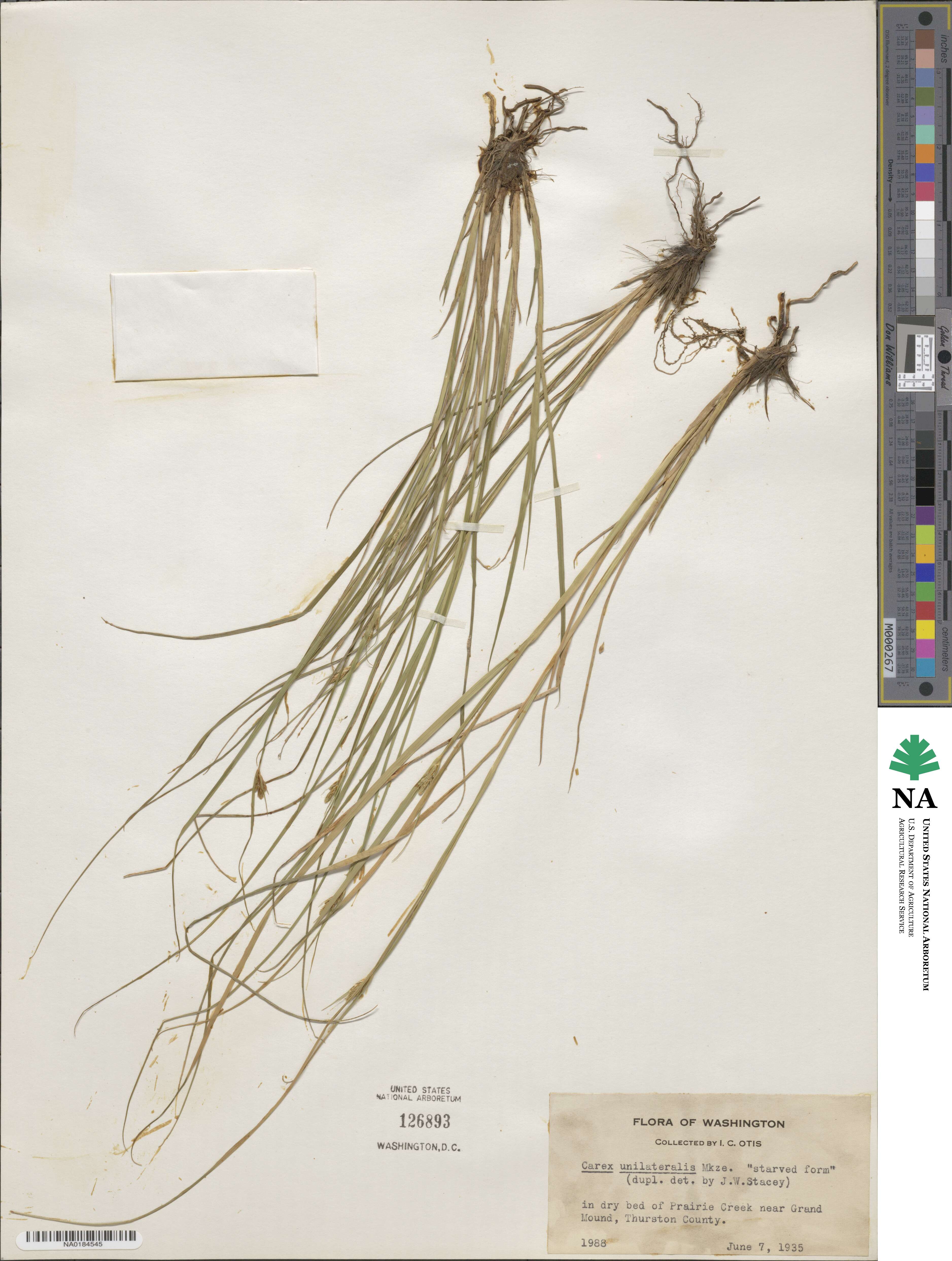 Carex unilateralis image