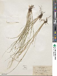 Carex unilateralis image