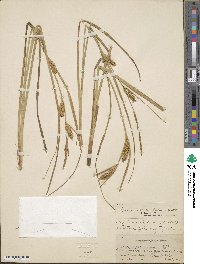 Carex rostrata image