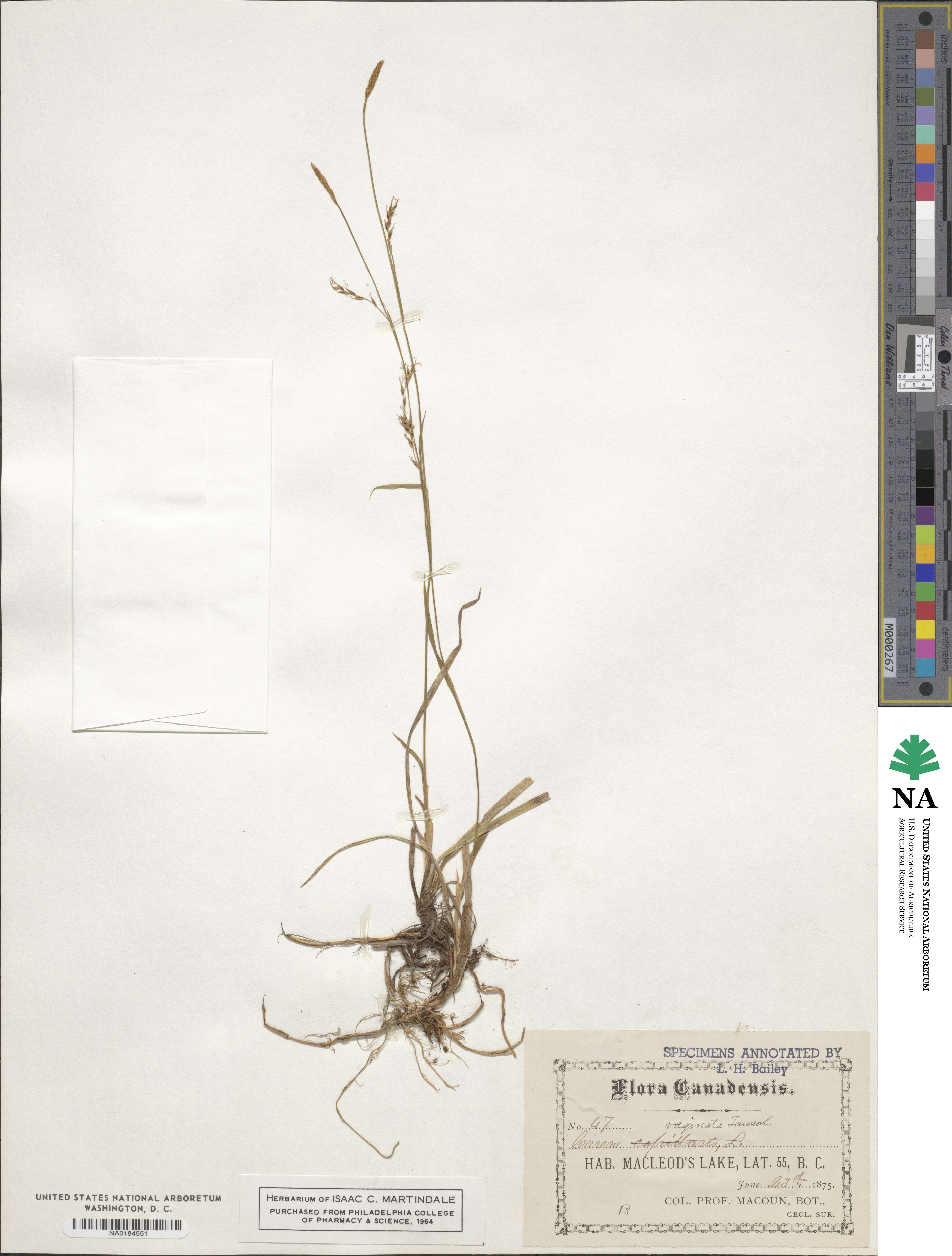 Carex saltaensis image