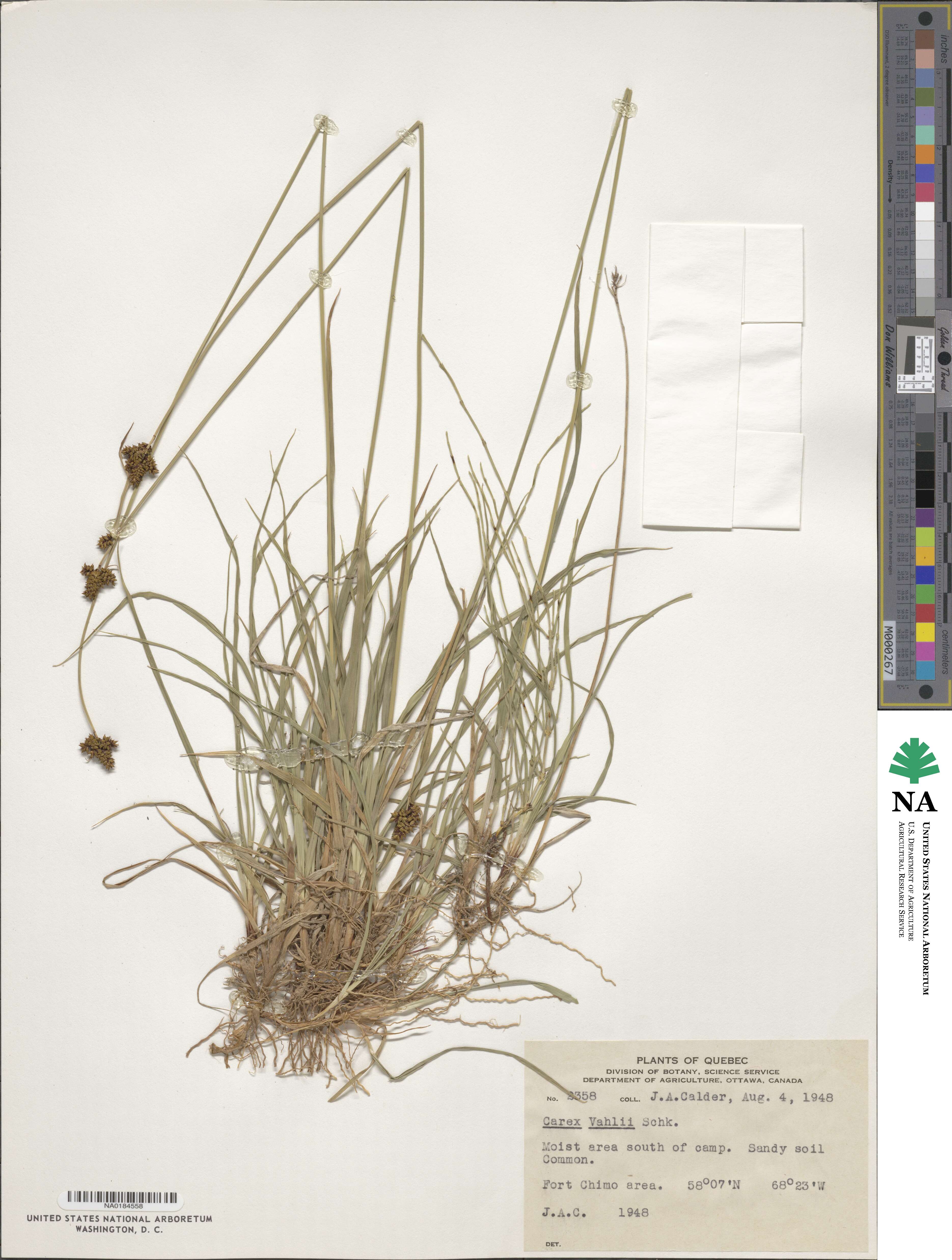 Carex norvegica subsp. norvegica image