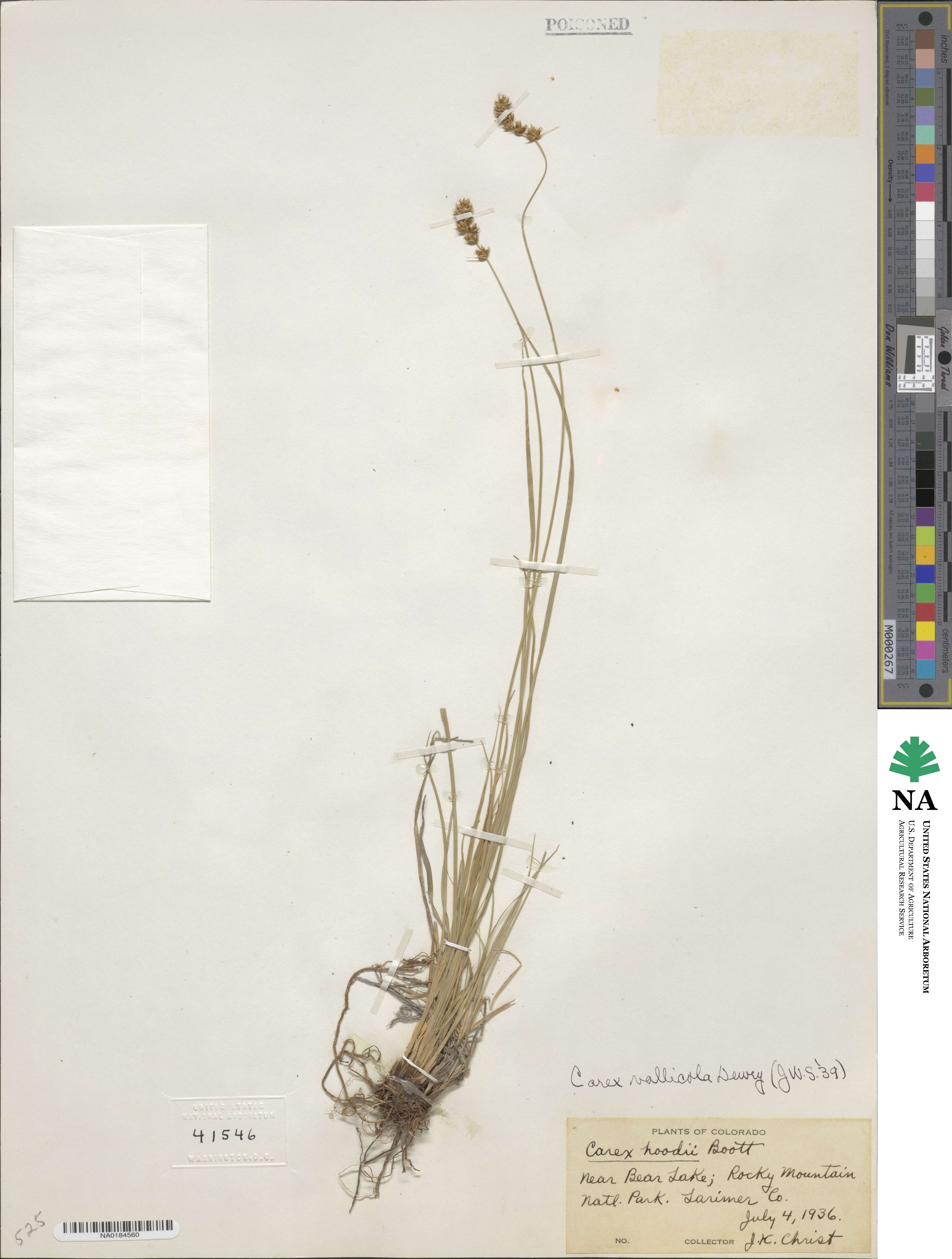 Carex vallicola image