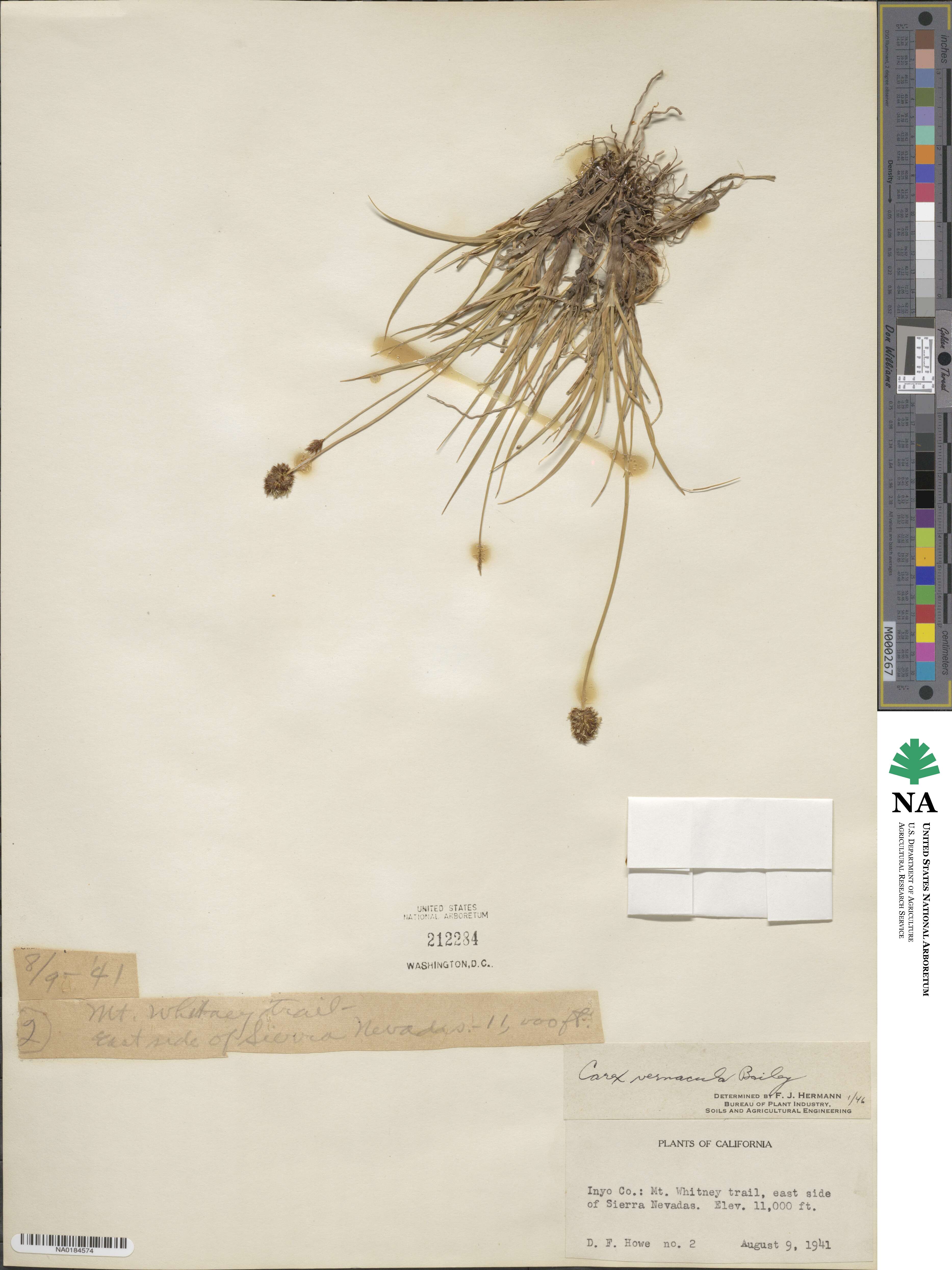 Carex vernacula image