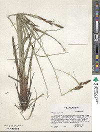 Carex verrucosa image