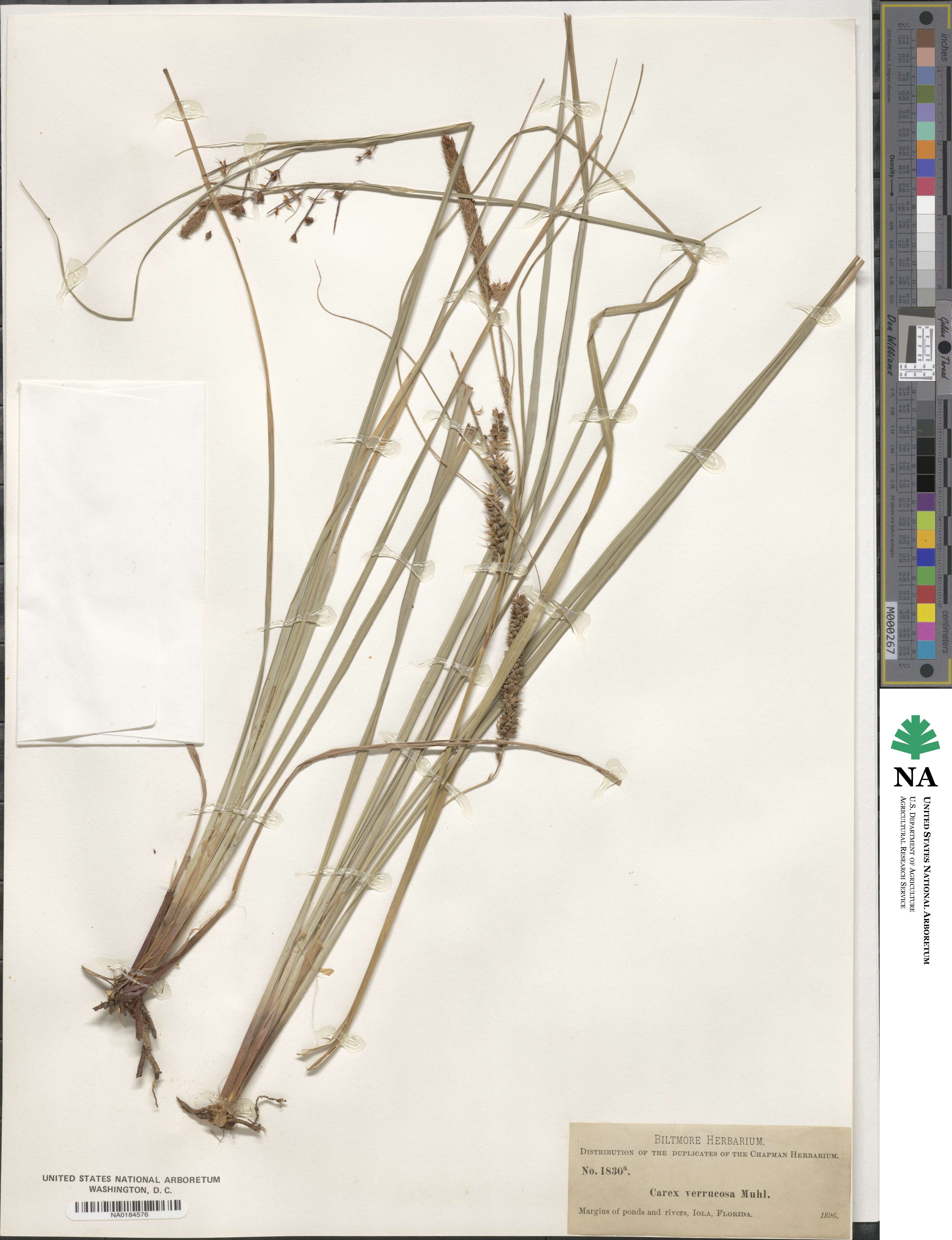 Carex verrucosa image