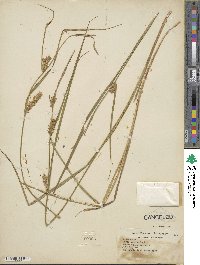 Carex vesicaria image