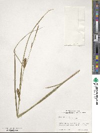 Carex vesicaria image