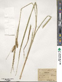 Carex vesicaria image