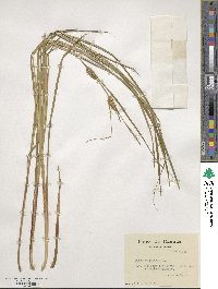 Carex vesicaria image