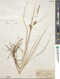 Carex vesicaria image