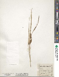 Carex vesicaria image