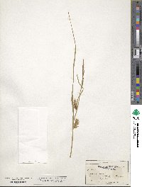 Carex vesicaria image