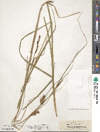 Carex vesicaria image