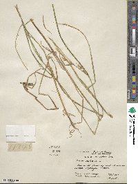 Carex vesicaria image