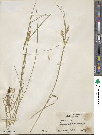 Carex vesicaria image