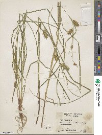 Carex vesicaria image