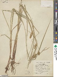 Carex vesicaria image