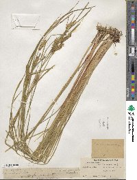 Carex vesicaria image