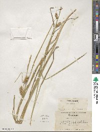 Carex vesicaria image