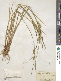 Carex vesicaria image