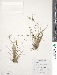 Carex viridula image