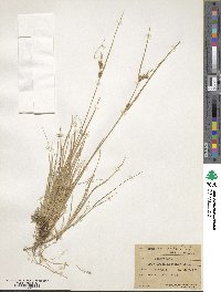 Carex viridula image