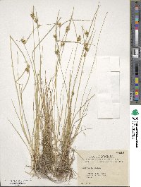 Carex viridula image