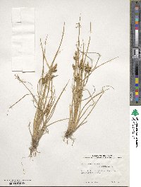 Carex viridula image