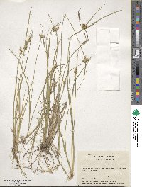 Carex viridula image