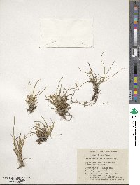 Carex viridula image