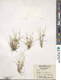 Carex viridula image