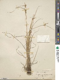 Carex viridula image