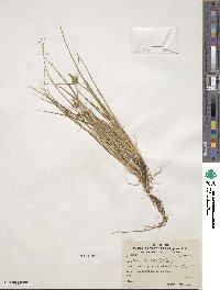 Carex viridula image