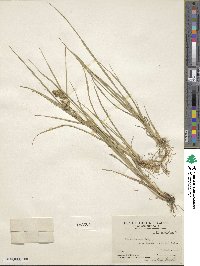 Carex viridula image