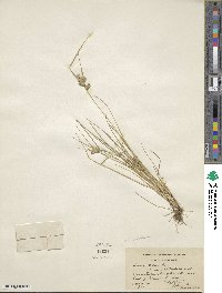 Carex viridula image