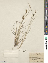 Carex viridula image