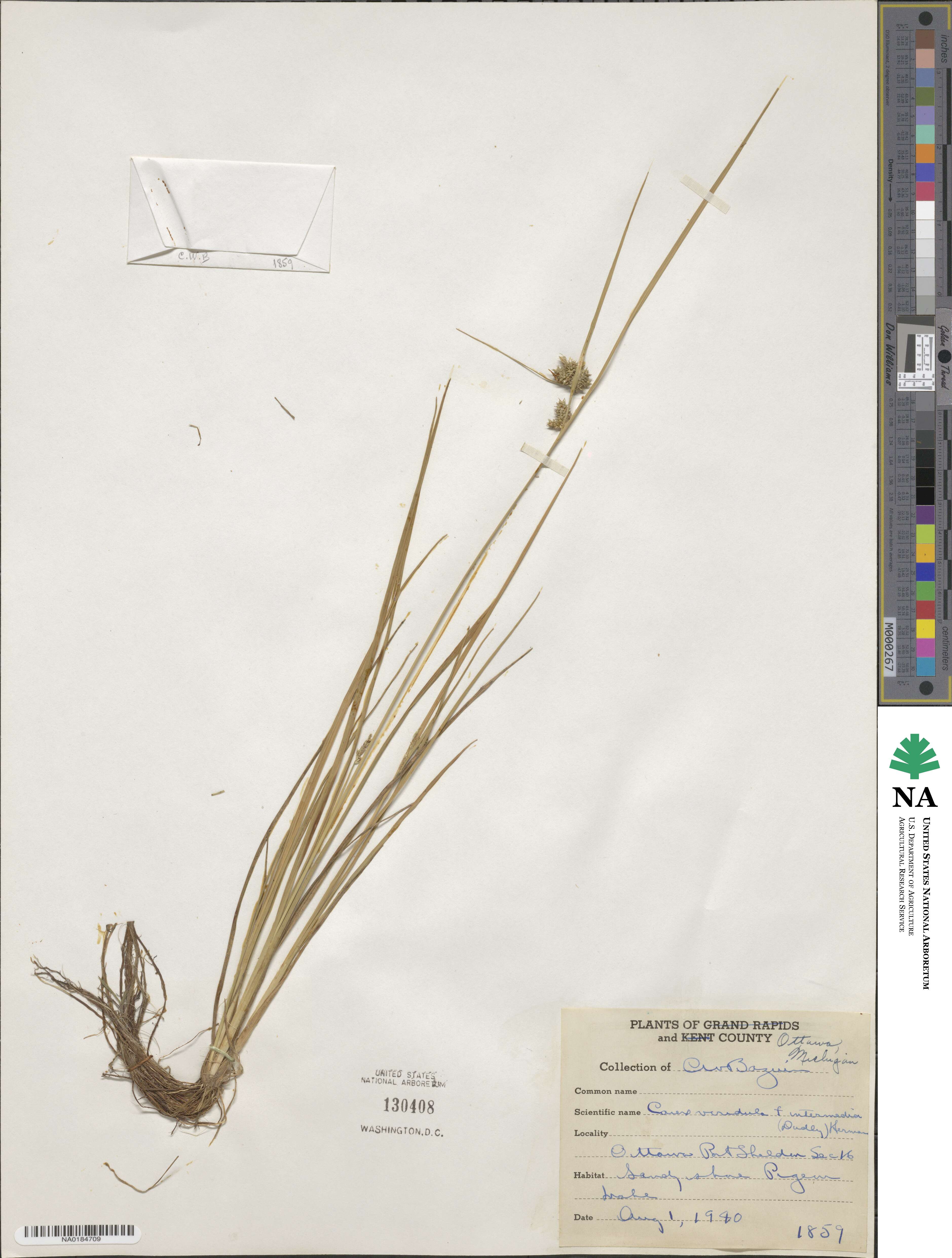 Carex viridula image