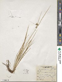 Carex viridula image