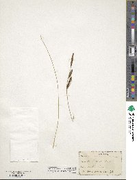 Carex nigra image