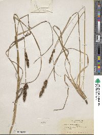 Carex vulpinoidea image