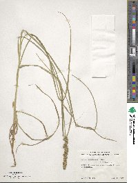 Carex vulpinoidea image