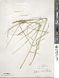 Carex vulpinoidea image