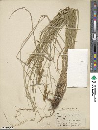 Carex vulpinoidea image